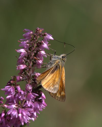 Large_Skipper